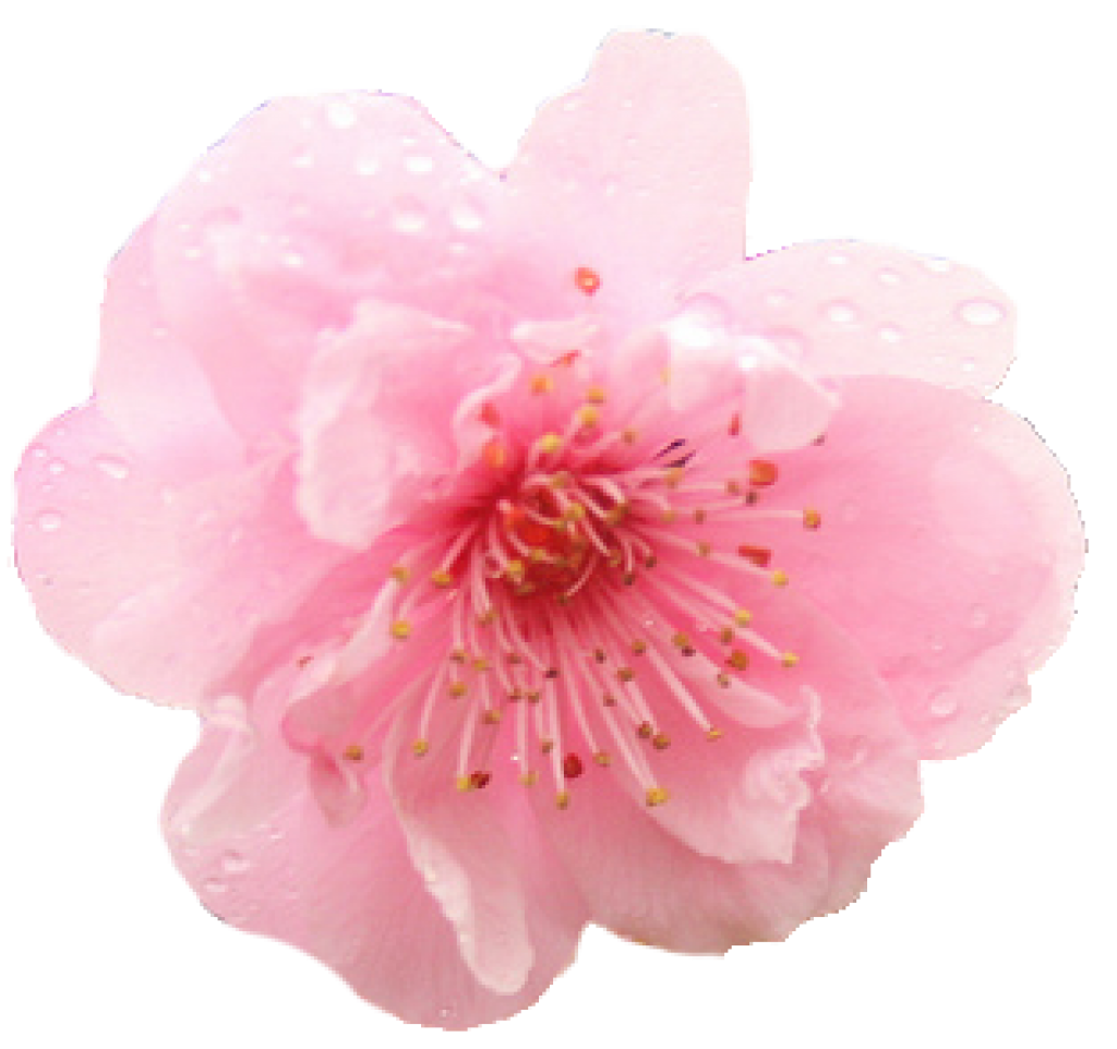 cherry blossom flower